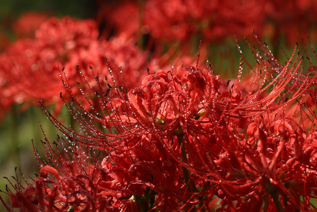 花魁の雫 - Ⅲ