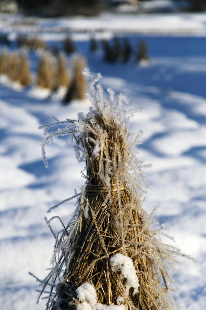 -10℃の朝 - 稲藁2