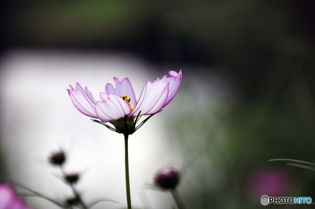 秋桜 - Ⅱ