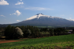 裏岩手山の春 - コブシ