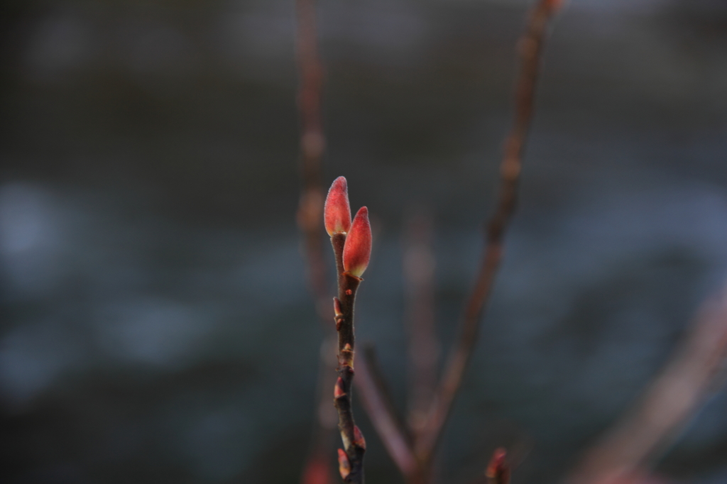 芽吹