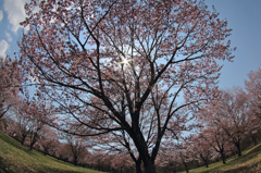 みちのく桜 - 八幡平県民の森Ⅲ