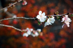 秋彩桜