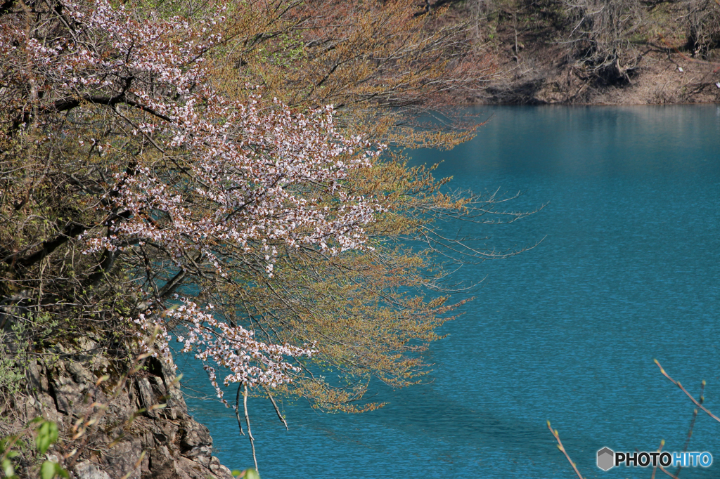翡翠桜