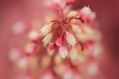 紫蘇科の花