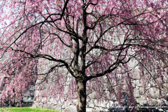 石垣と枝垂桜