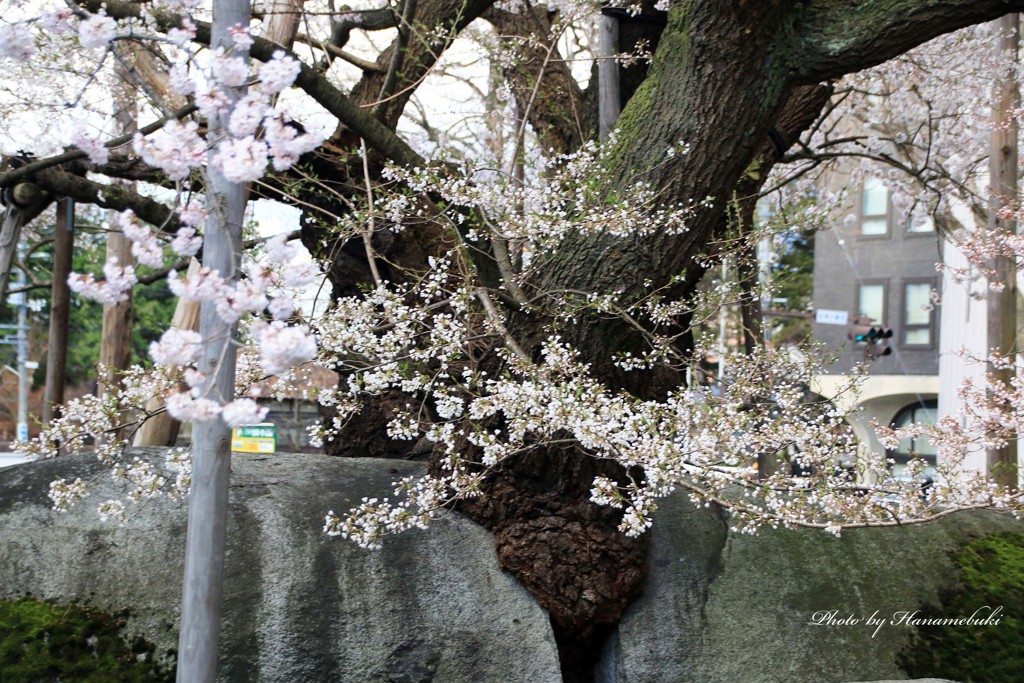 みちのくの春 - 石割桜Ⅱ