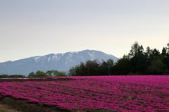 みちのく芝桜