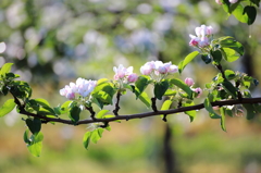 りんごの花 - 2