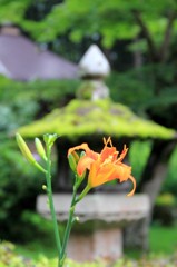 カンゾウ（中尊寺）