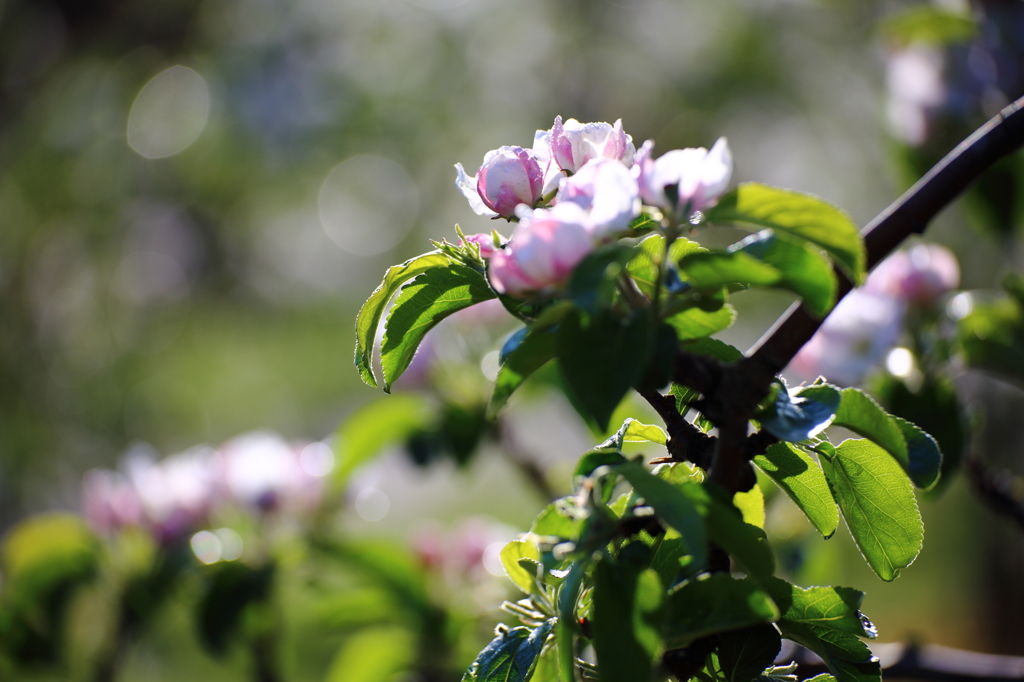 りんごの花 - 1