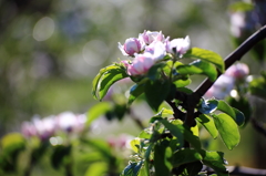 りんごの花 - 1