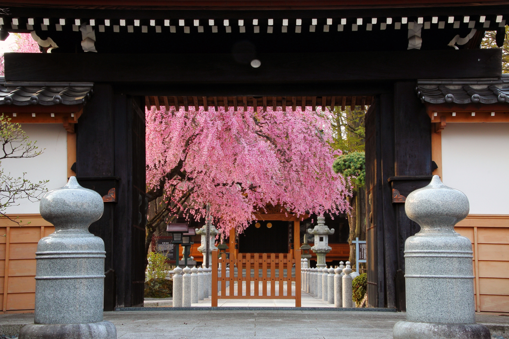 みちのく桜 - 円光寺