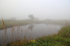 霧中のエゾオヤマリンドウ