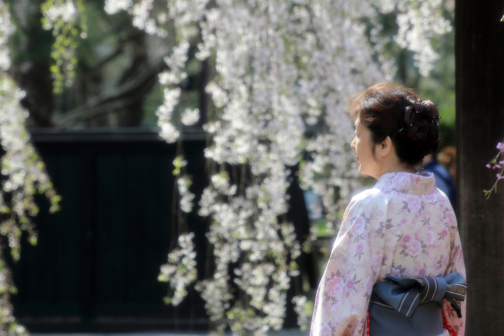 みちのく桜 - 角館(秋田美人)