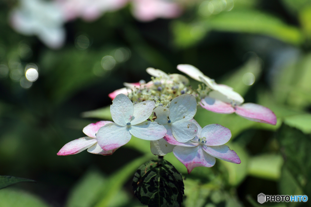 紫陽花Ⅱ