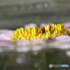孔雀草