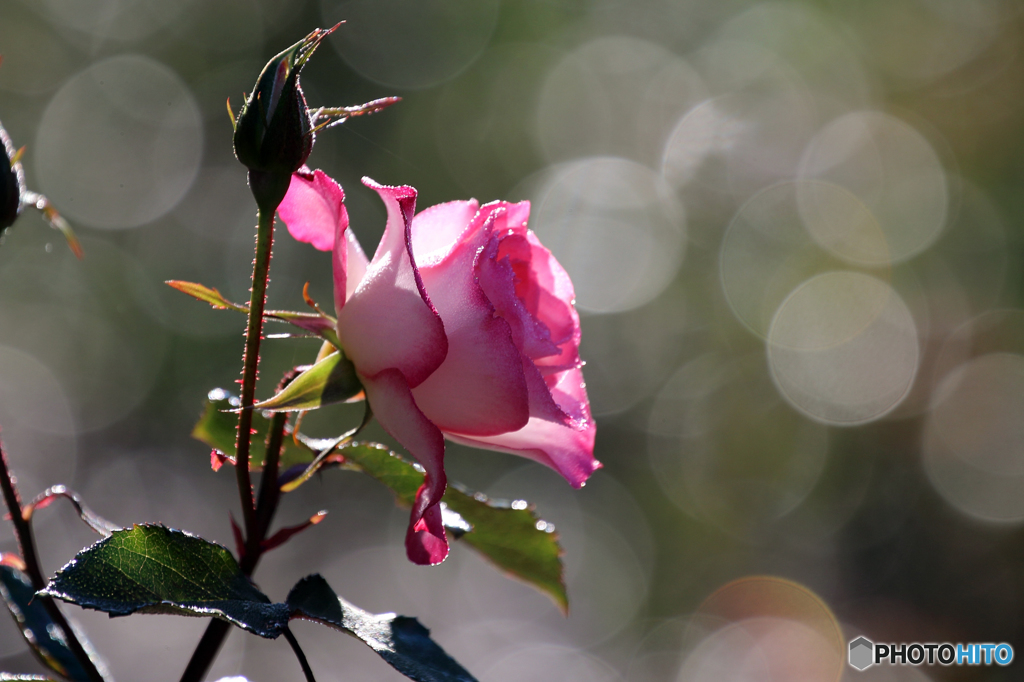 薔薇のメロディー Ⅴ