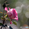 薔薇のメロディー Ⅴ
