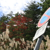 紅葉は停められません！