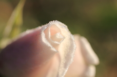 霜化粧 - 霜薔薇 14