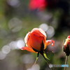 薔薇のメロディー XIX