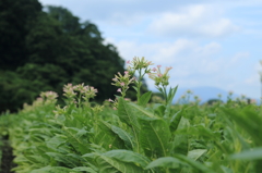 タバコの花