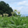 タバコの花