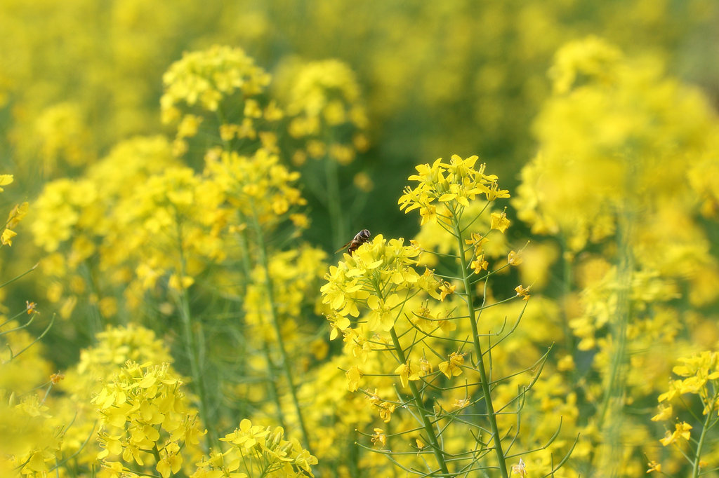 菜の花