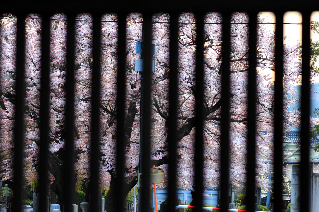 格子桜