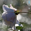 薔薇のメロディー XX完