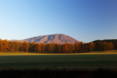 秋彩探し - 小岩井岩手山三昧 (カラマツ)