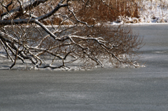 凍てつく池