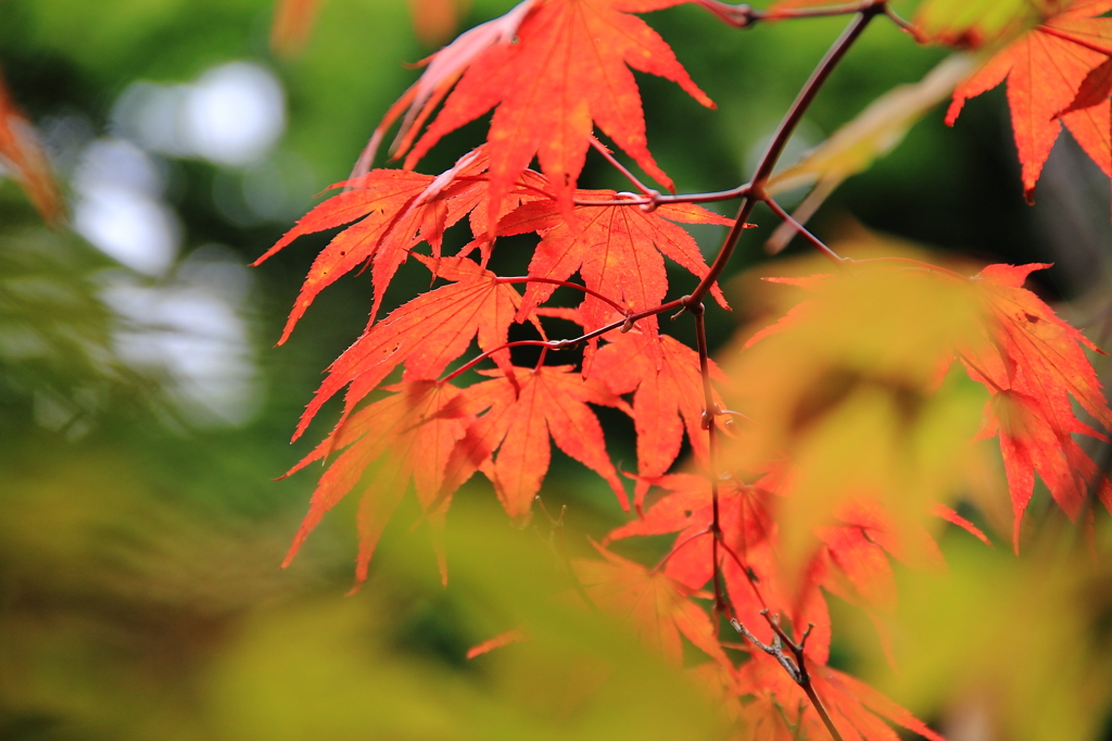 一足早い「もみじ」のおすそ分け…