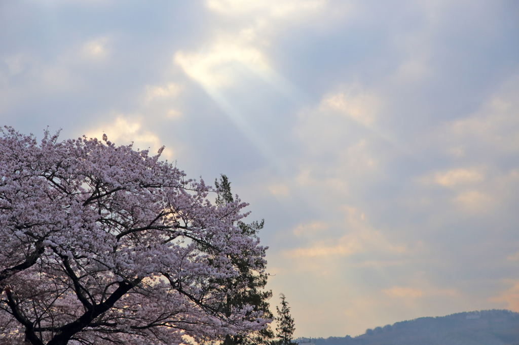 薄明光線桜