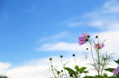 秋桜