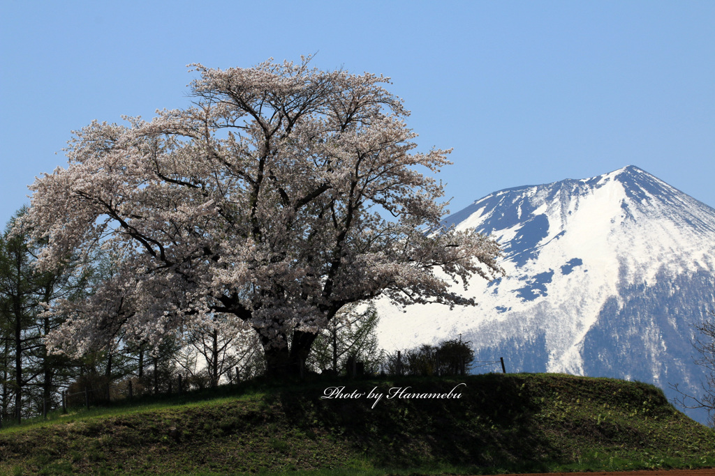 為内の一本桜 - Ⅴ