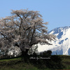 為内の一本桜 - Ⅴ