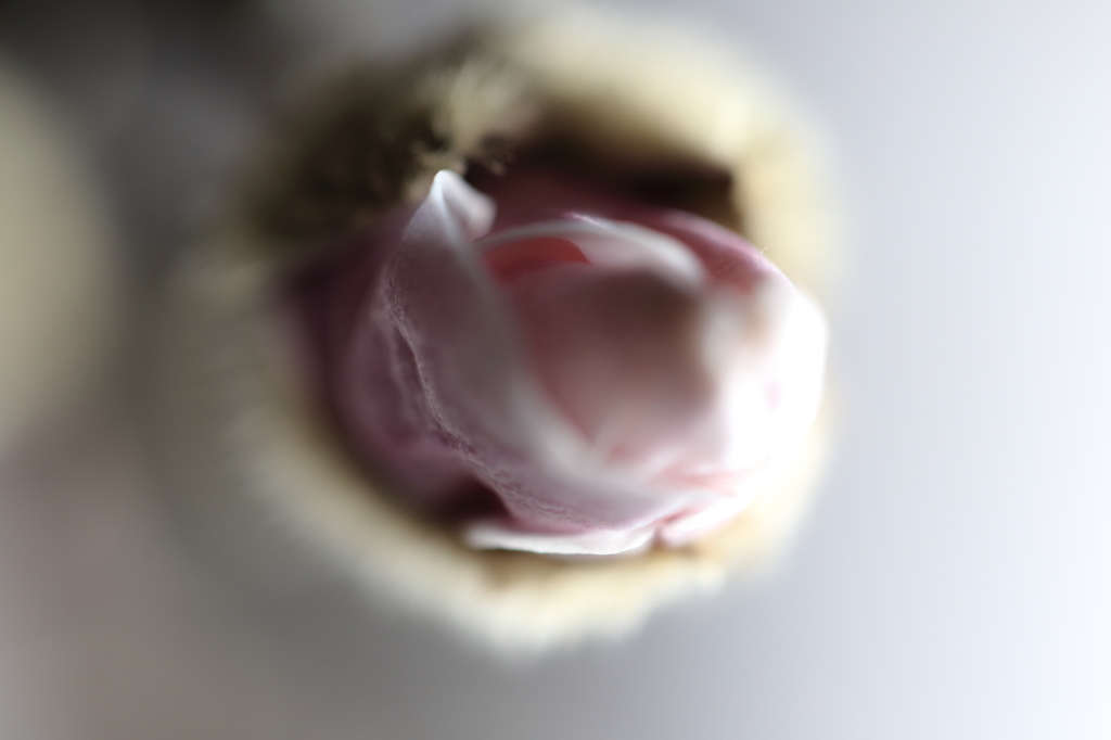 冬芽脱ぐ