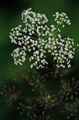 打ち上げ花火