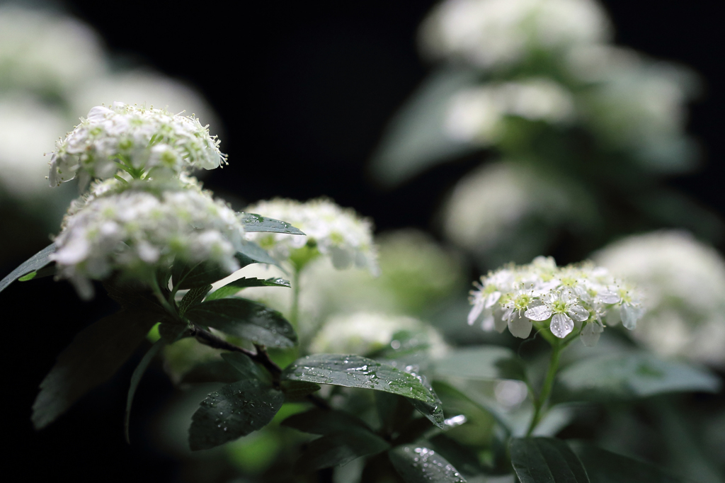 冬場の癒し花 - こでまり