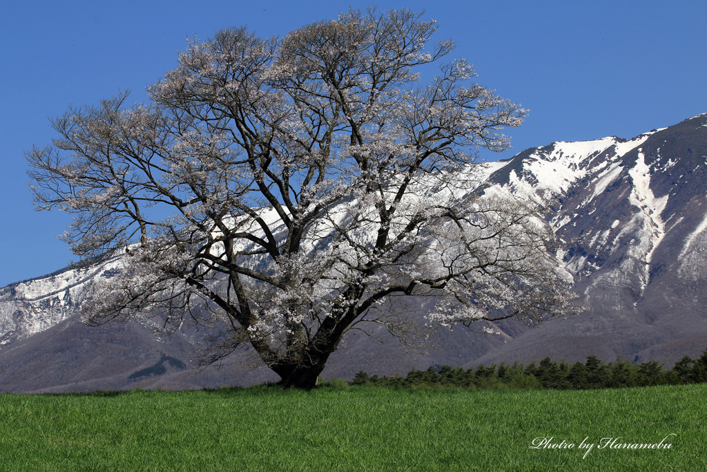 みちのくの春 - 小岩井一本桜
