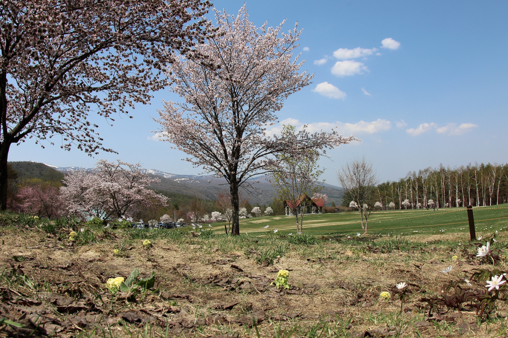 みちのく桜 - 八幡平県民の森 Ⅱ