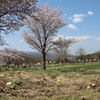 みちのく桜 - 八幡平県民の森 Ⅱ