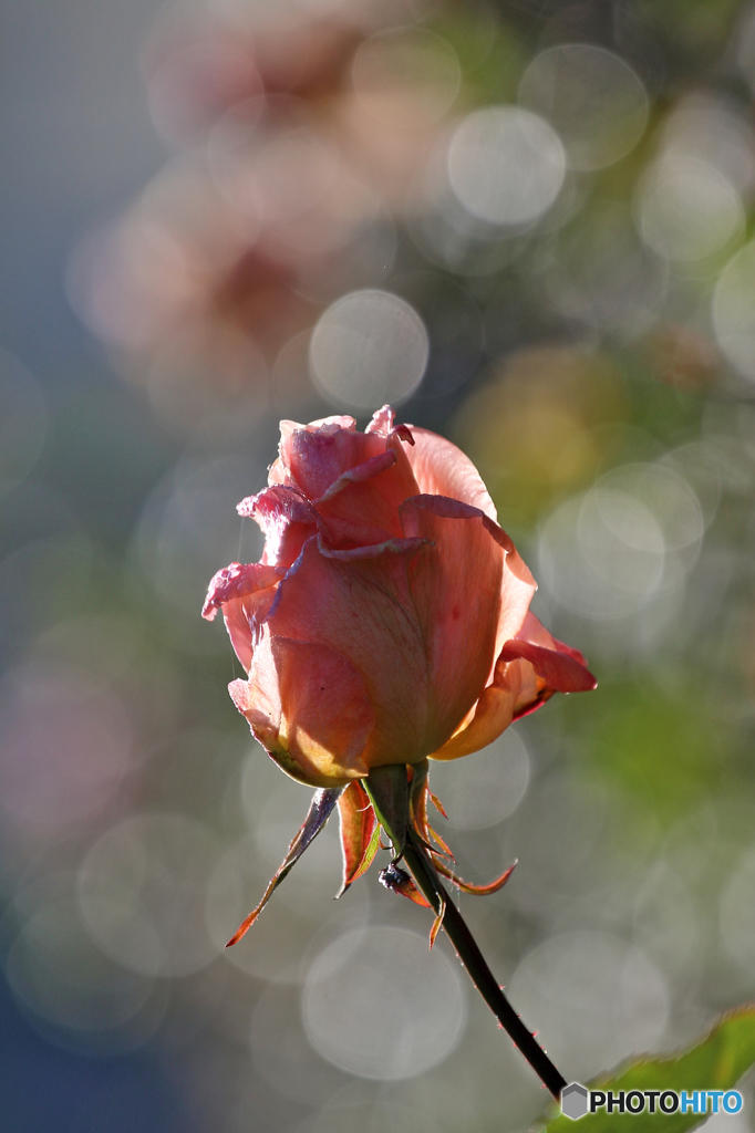 薔薇のメロディー Ⅸ