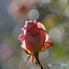 薔薇のメロディー Ⅸ