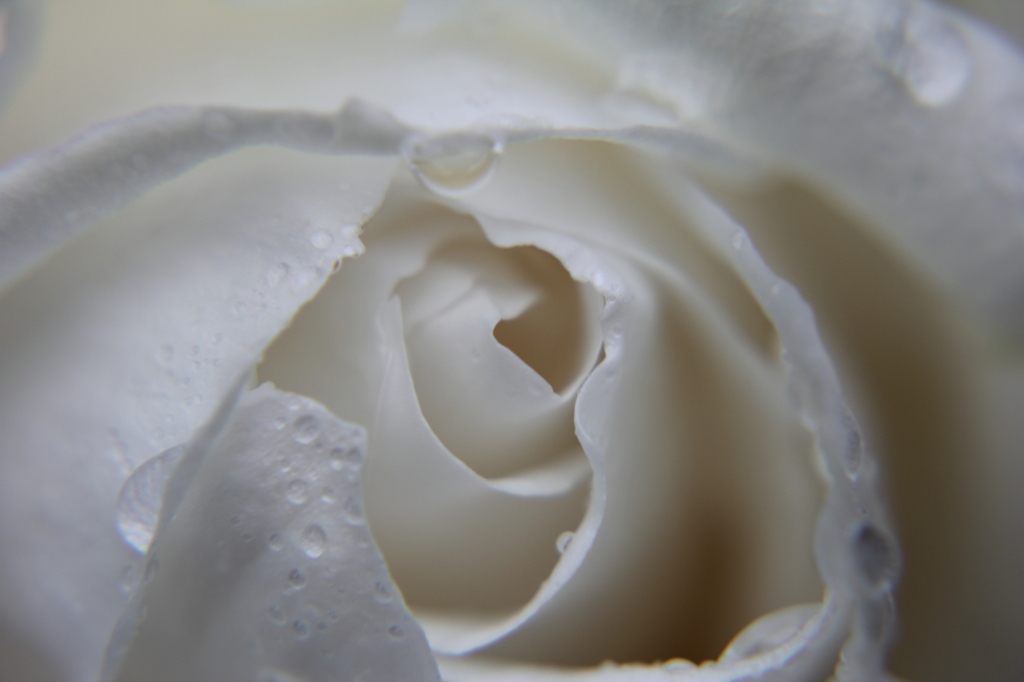 薔薇