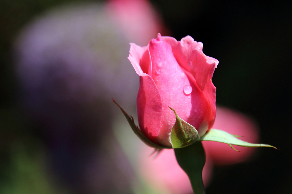 薔薇の種類はわかりませんXI