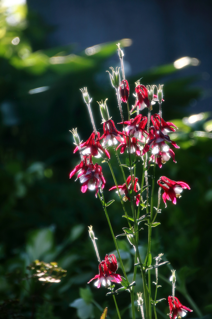 花の名前は苦手です…オダマキ？