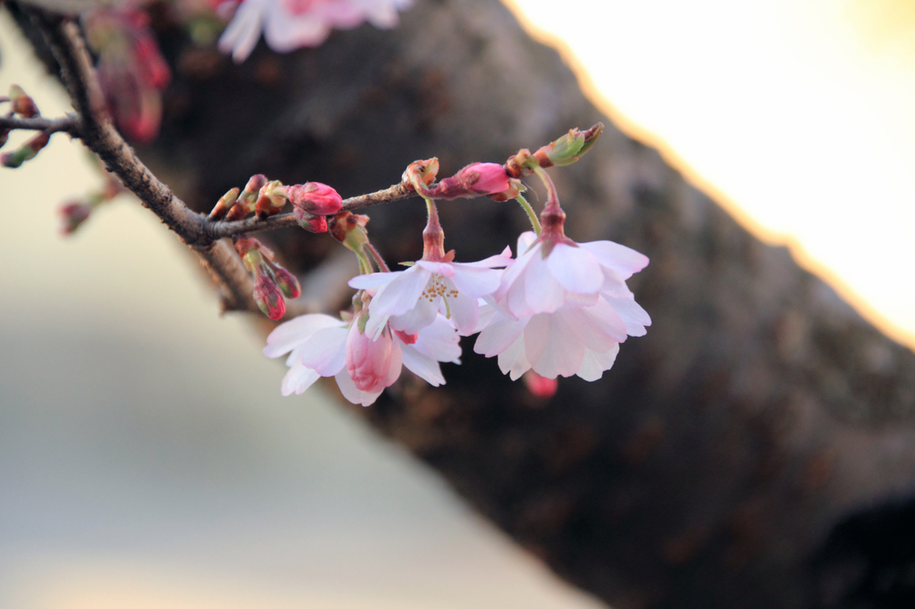 十月桜-2